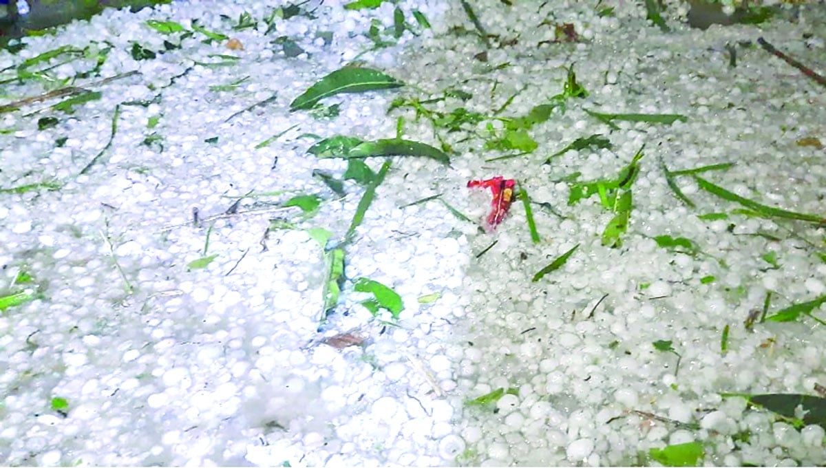 নীলফামারীতে শিলাবৃষ্টিতে ফসলের ব্যাপক ক্ষতি